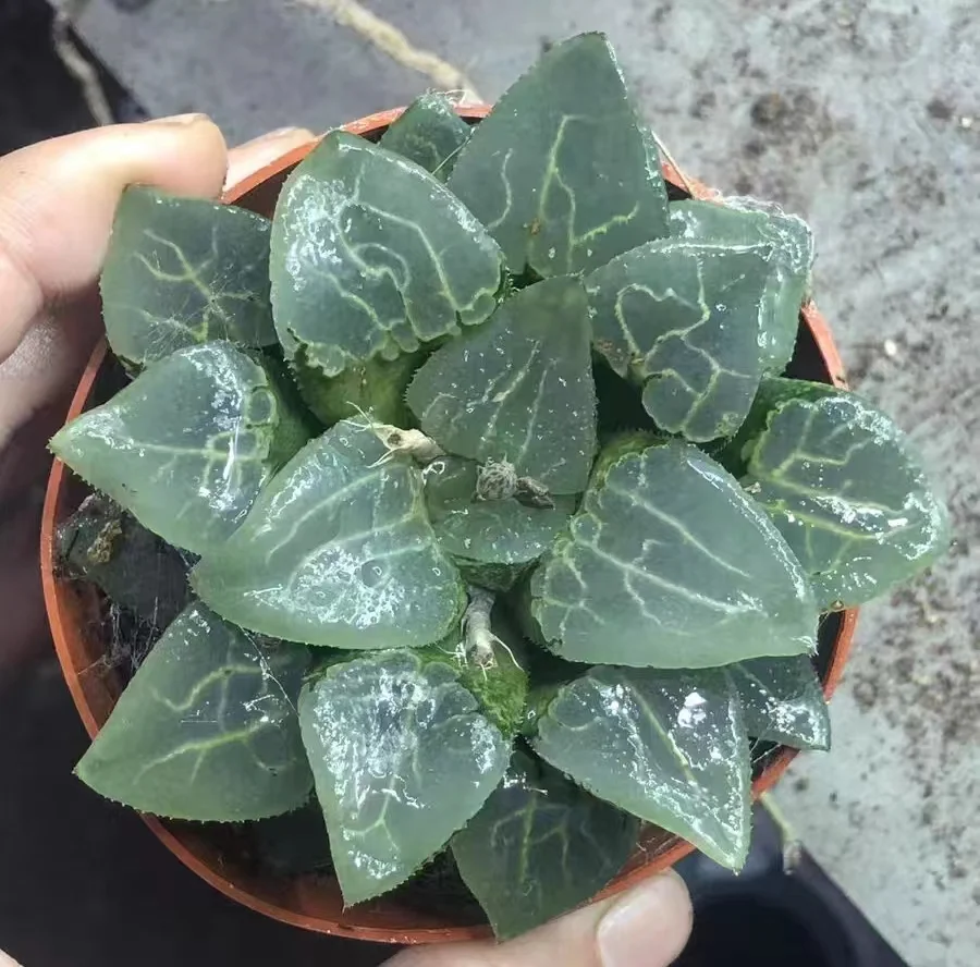 cy17.Haworthia bayeri J.D.Venter & S.A.Hammer 'Qinying'. 6-8cm/ Haworthia/ Succulent plants / Garden landscape / Carefully select healthy plants