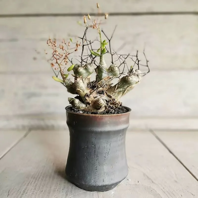 plant Aeonium Echeveria Haworthia  Caudex  Lithops Cactus  Agave 