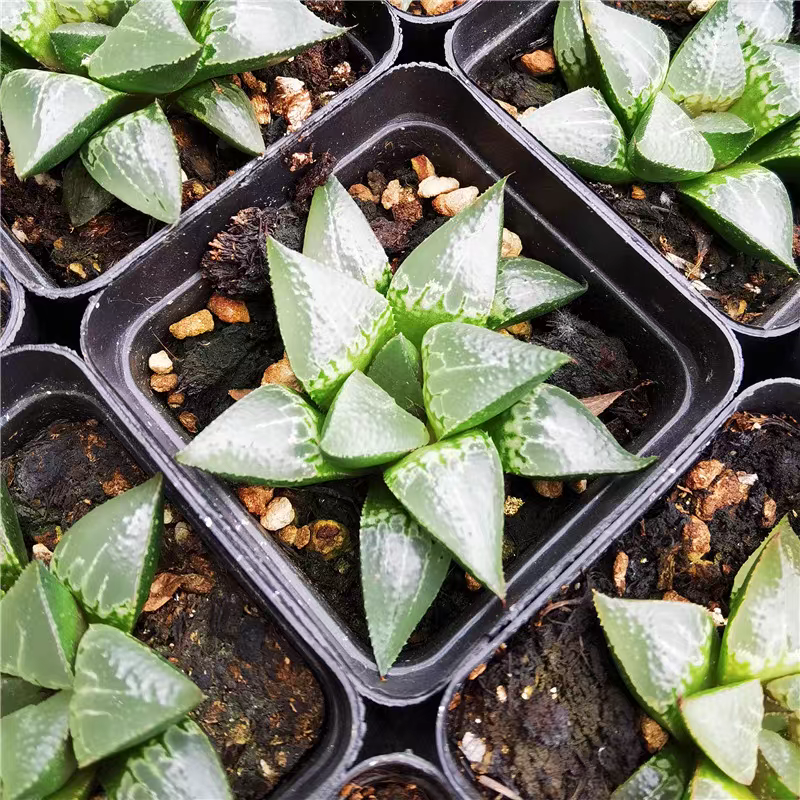 bjbm49.Wine Swallowing Boy 5-6cm/ Haworthia/ Succulent plants / Garden landscape / Carefully select healthy plants