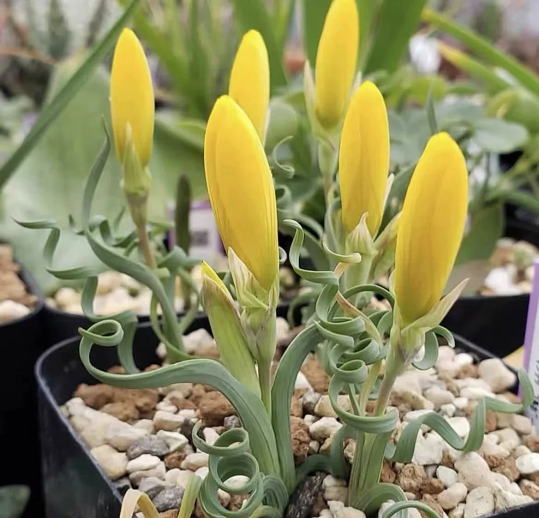 plant Aeonium Echeveria Haworthia  Caudex  Lithops Cactus  Agave 