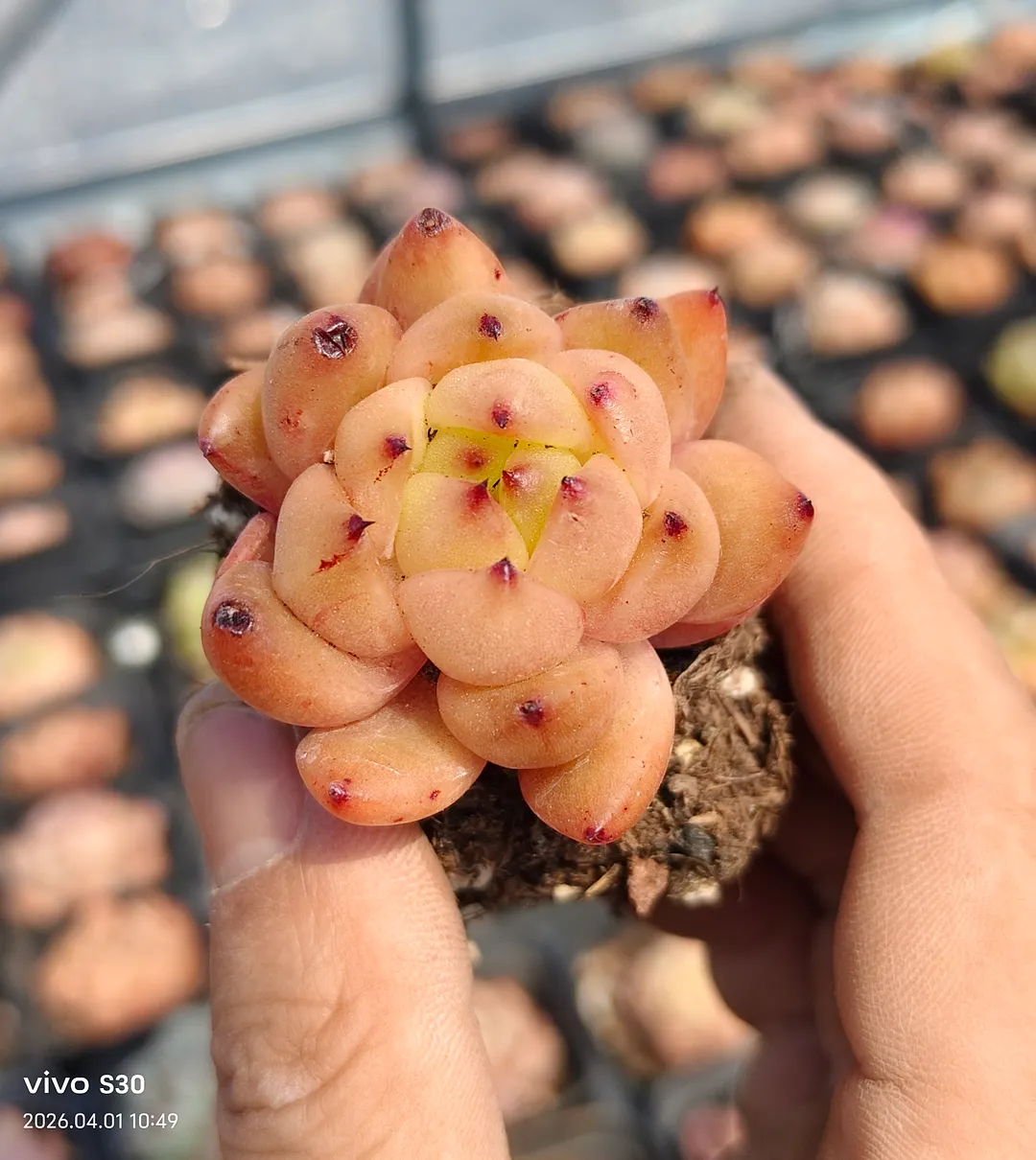 plant Aeonium Echeveria Haworthia  Caudex  Lithops Cactus  Agave 
