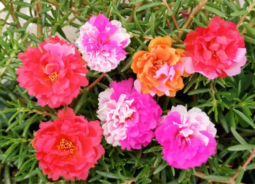 How To Grow Moss Roses