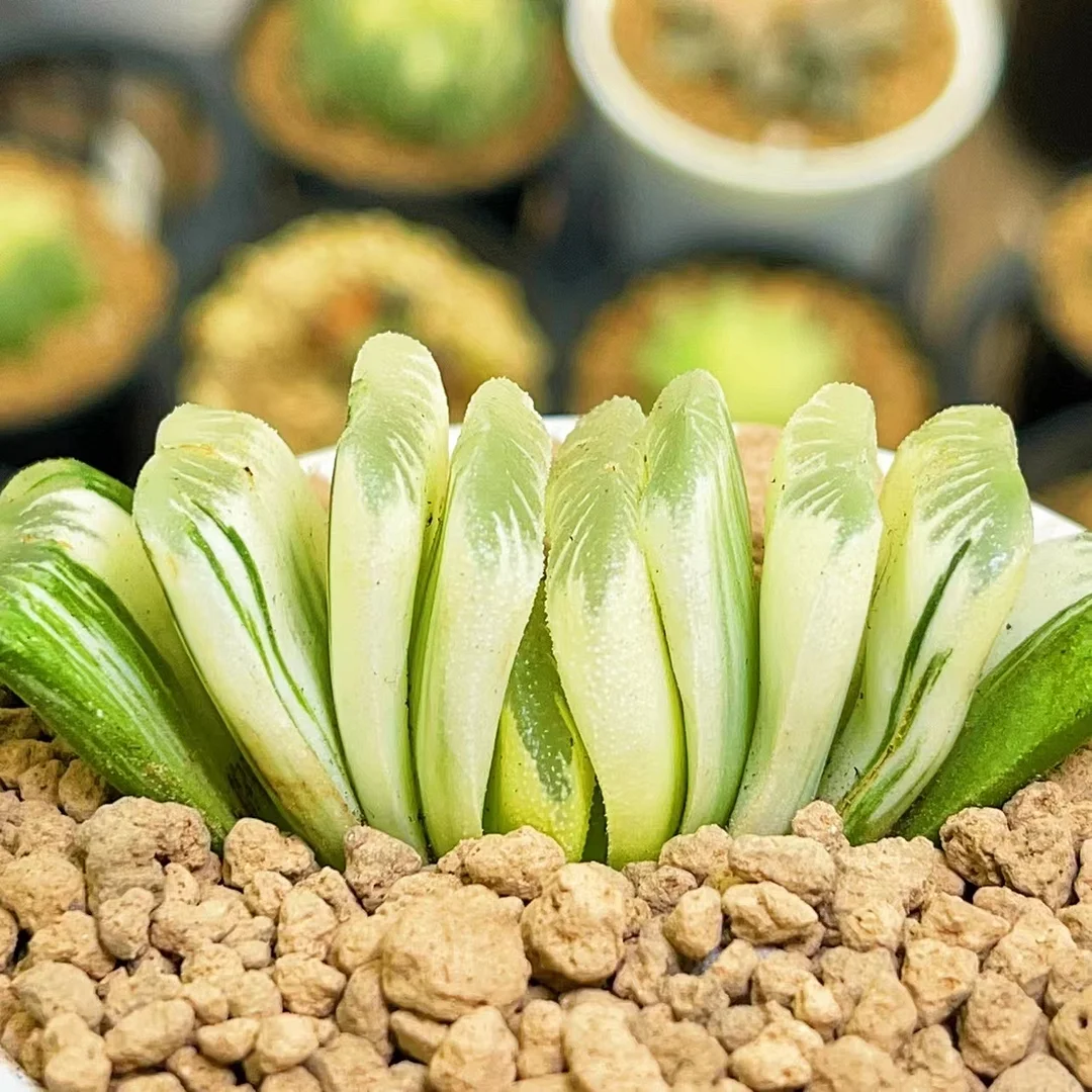  217.   Haworthia truncata Schönland var.   4-5cm / Haworthia / Succulent plants / Garden landscape / Carefully select healthy plants