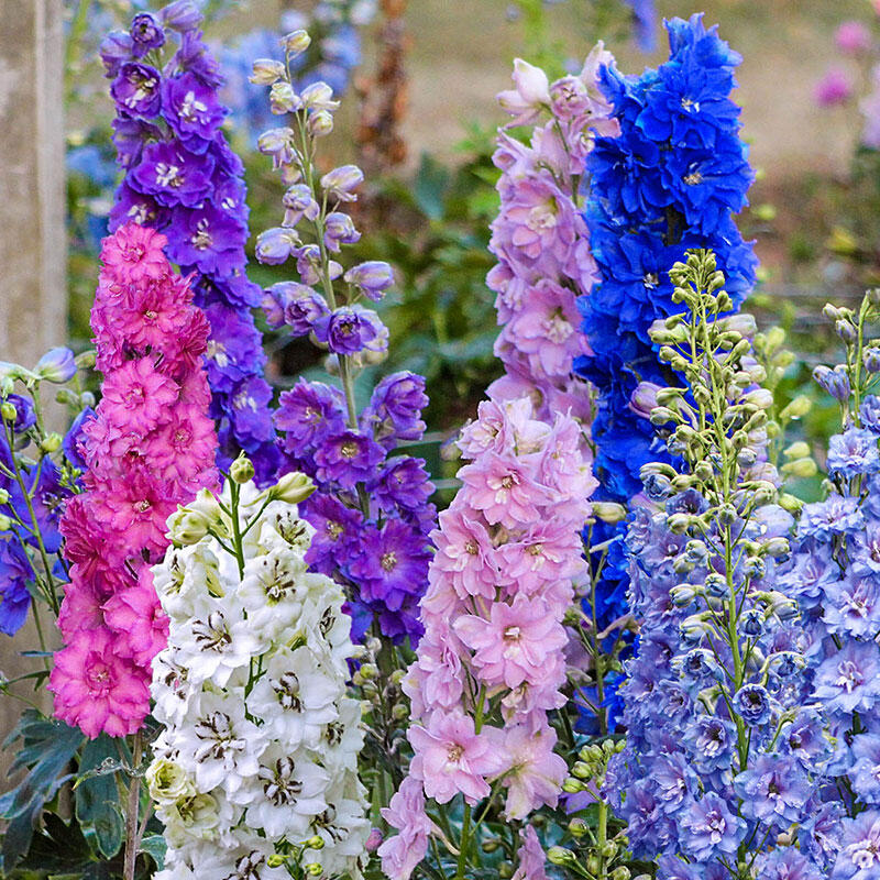 Premiun Delphinium Seeds👩‍🌾🌱 Jonyparkseed®