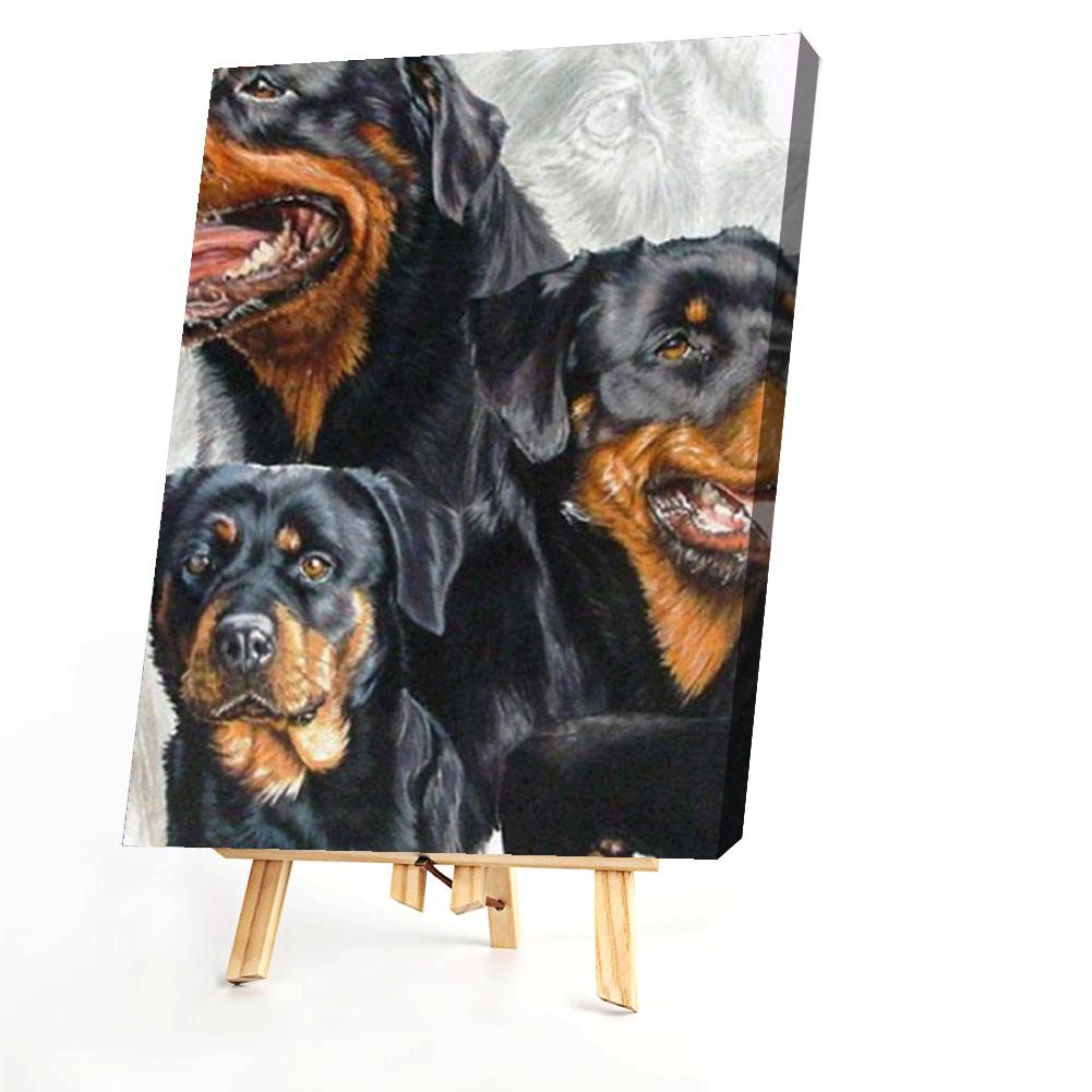 Rottweiler  - Painting By Numbers - 40*50CM gbfke