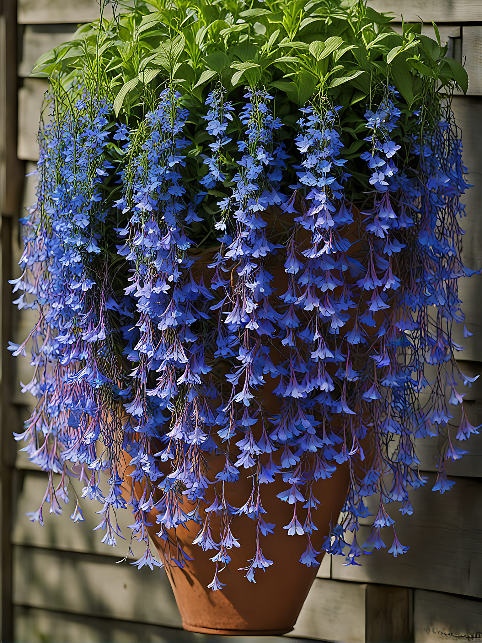 Hanging Lobelia Jonyparkseed®