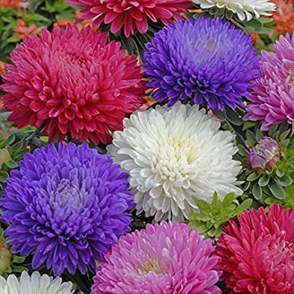 Aster Formula Mixed Colors - Flower Seeds