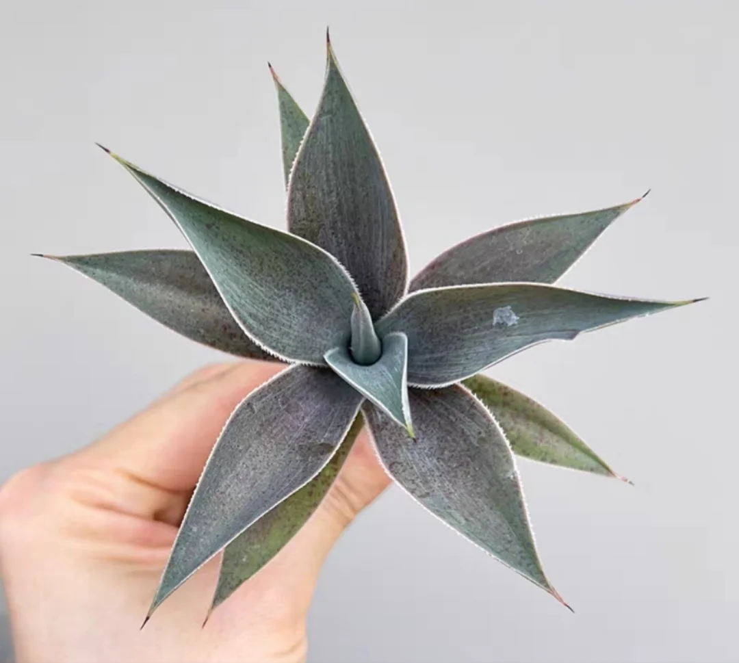 plant Aeonium Echeveria Haworthia  Caudex  Lithops Cactus  Agave 