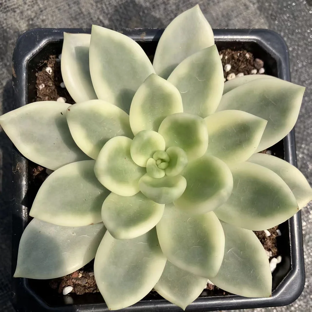 plant Aeonium Echeveria Haworthia  Caudex  Lithops Cactus  Agave 