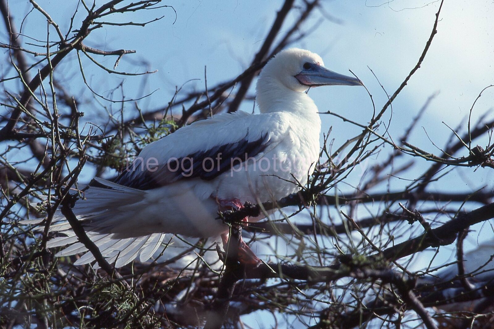 RED FOOT BOOBY 35mm FOUND BIRD SLIDE Vintage COLOR Photo Poster painting 15 T 11 F