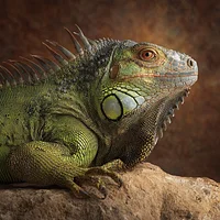Green Iguana on Rock - Diamond Painting