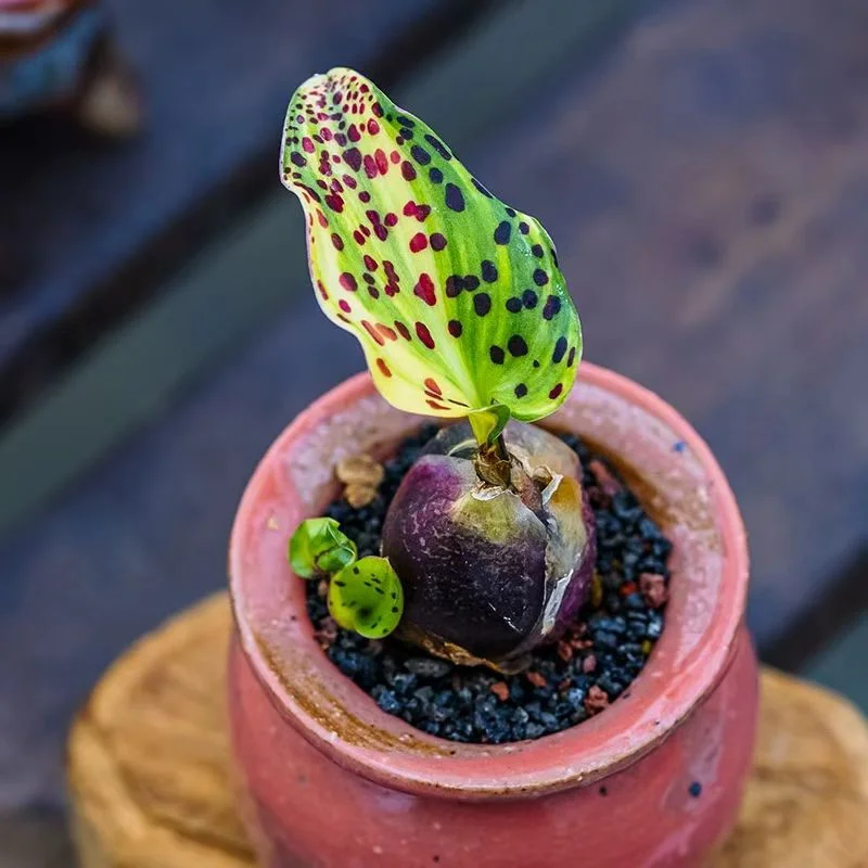 plant Aeonium Echeveria Haworthia  Caudex  Lithops Cactus  Agave 