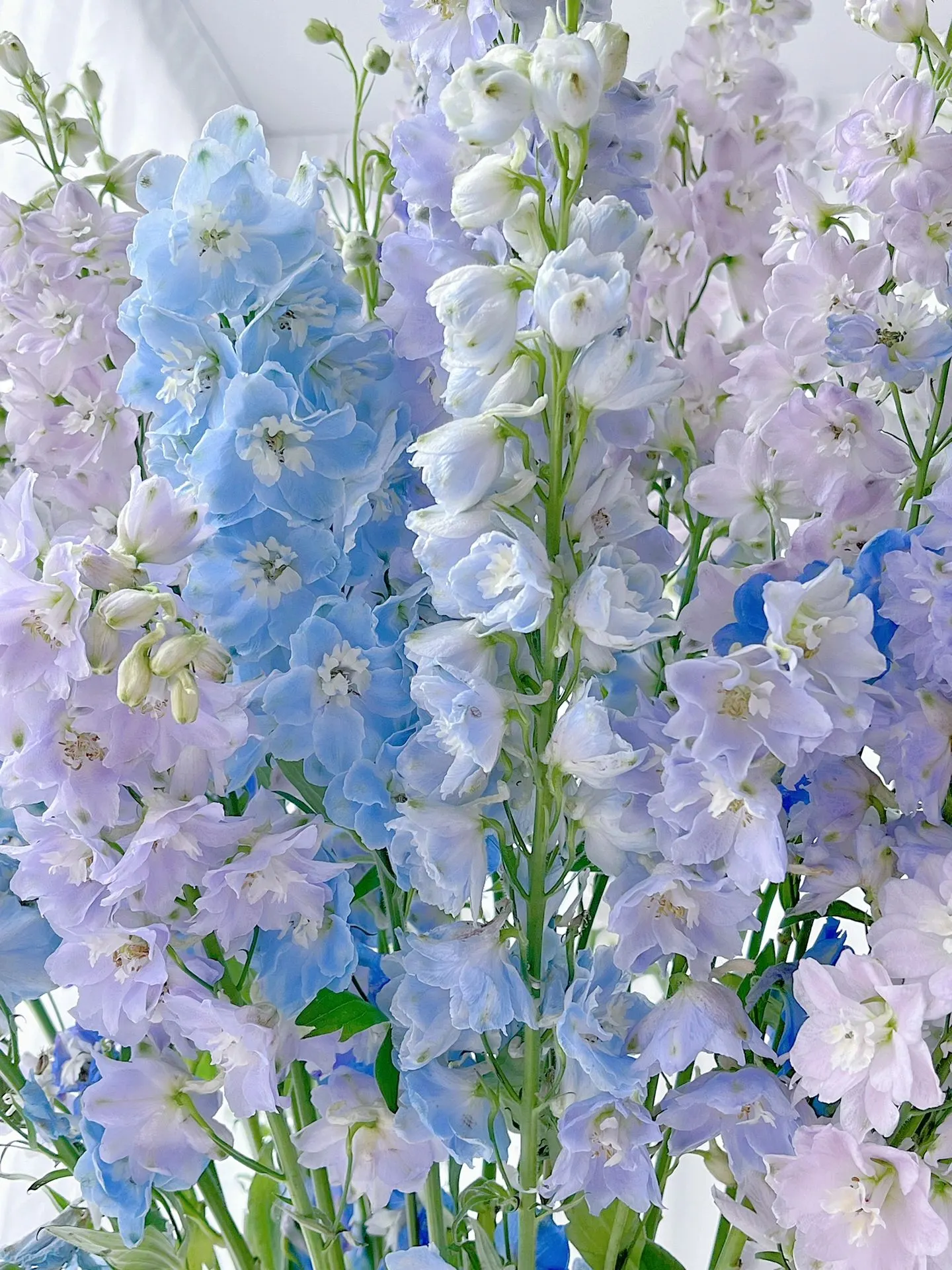 Delphinium Seeds-Mixed 7 Colors