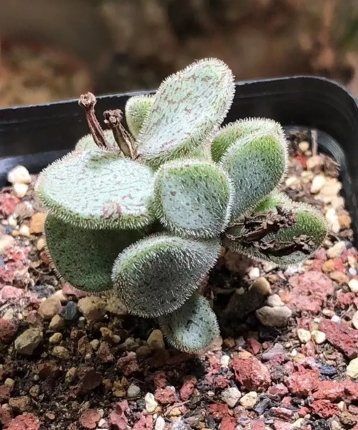 plant Aeonium Echeveria Haworthia  Caudex  Lithops Cactus  Agave 