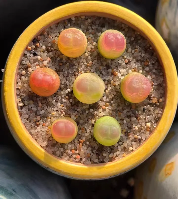 plant Aeonium Echeveria Haworthia  Caudex  Lithops Cactus  Agave 