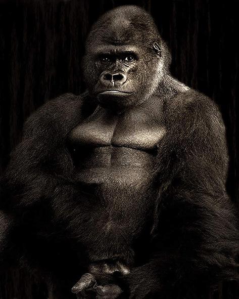 

Big Gorilla – Paint By Numbers - 40*50CM, 501 Original