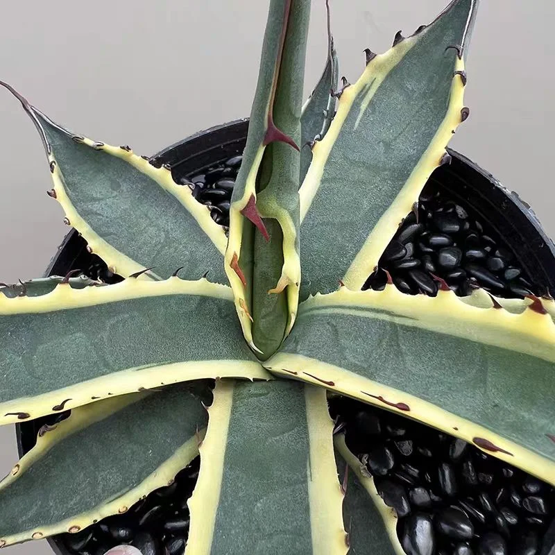 plant Aeonium Echeveria Haworthia  Caudex  Lithops Cactus  Agave 