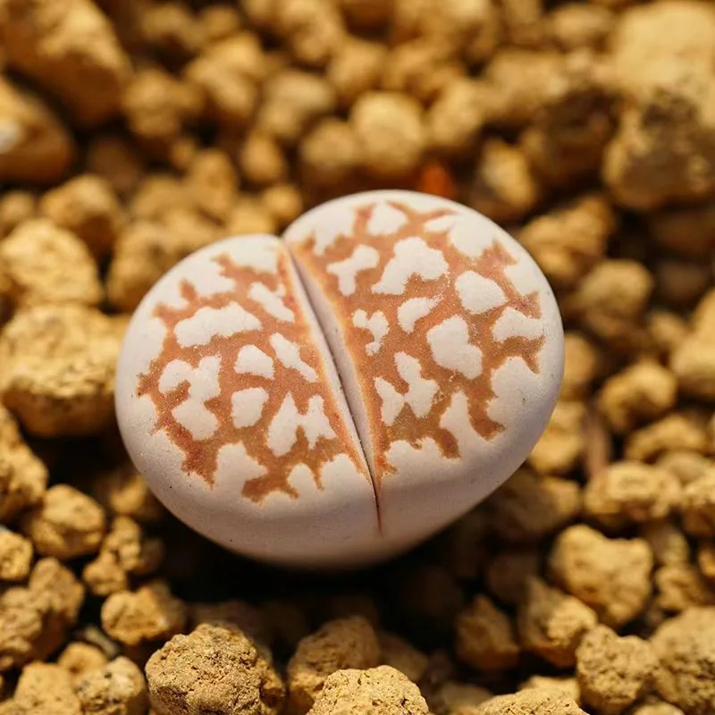 plant Aeonium Echeveria Haworthia  Caudex  Lithops Cactus  Agave 