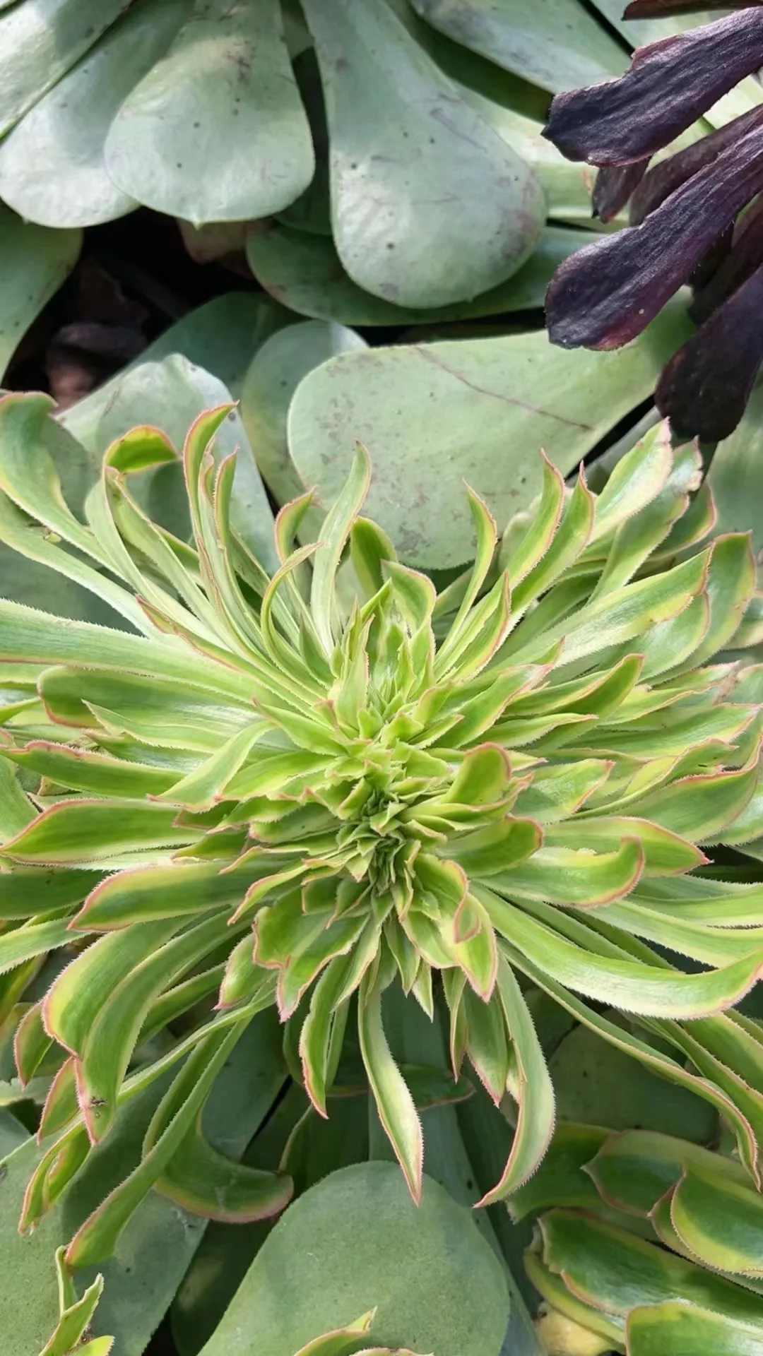 plant Aeonium Echeveria Haworthia  Caudex  Lithops Cactus  Agave 