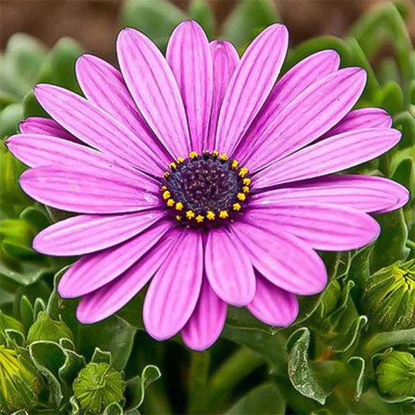 Purple gerbera flower seeds, sun flower
