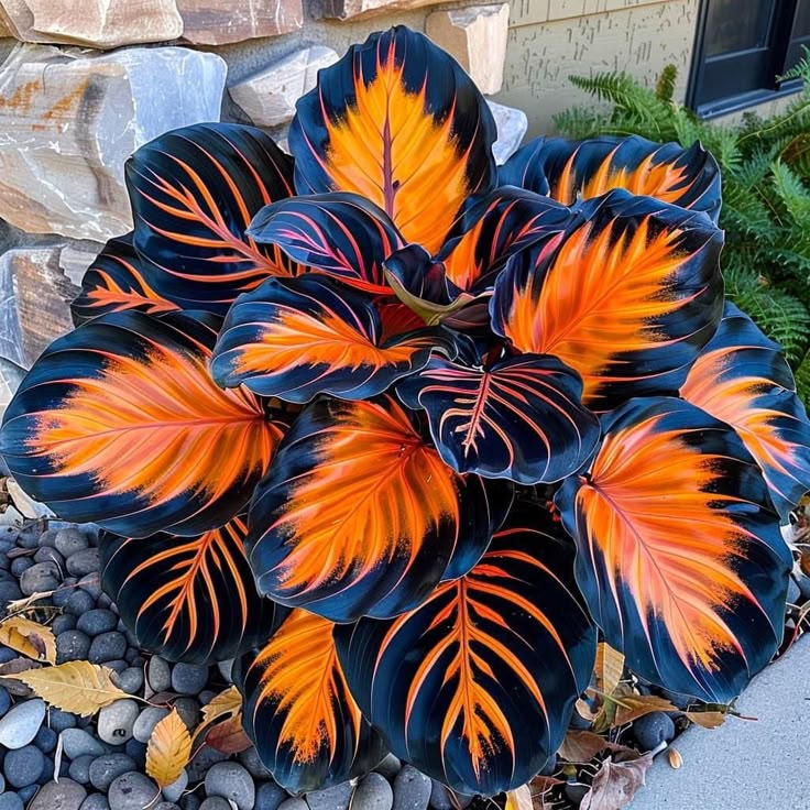 Semillas de Calathea Premium