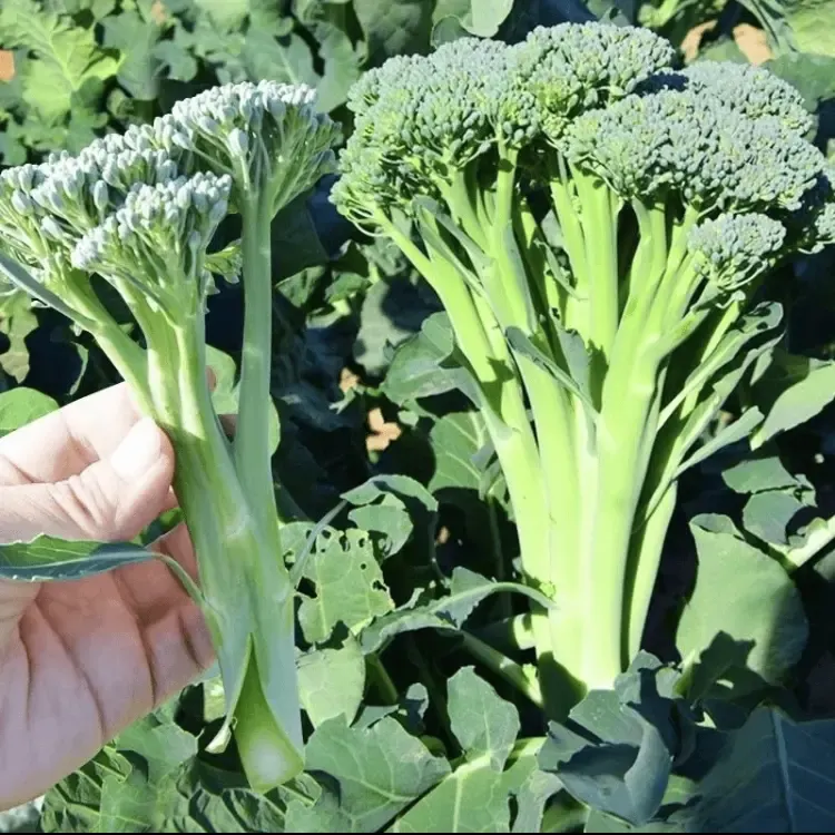 🥦 Easy to Grow, Hard to Resist – Broccoli Stem Seeds for Every Home Garden