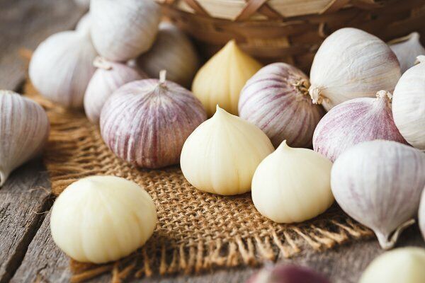 Solo Garlic, Similar To Elephant garlic Single Large Clove Bulbs Choose  yours | eBay