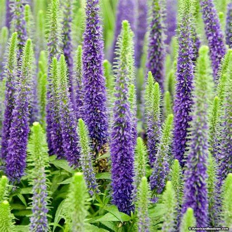 Cupid Culver's Root