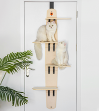cat climber