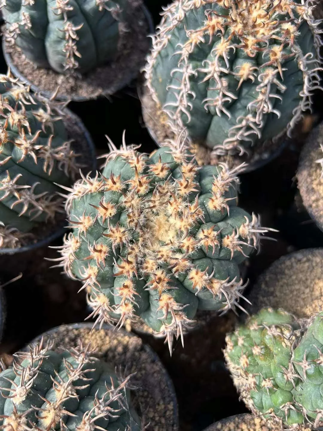 plant Aeonium Echeveria Haworthia  Caudex  Lithops Cactus  Agave 