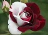 100pcs red Rose bonsai Professional bonsailing floer Plant/ Vary Colors Selection garden flowers bonsais Pot Bonsai