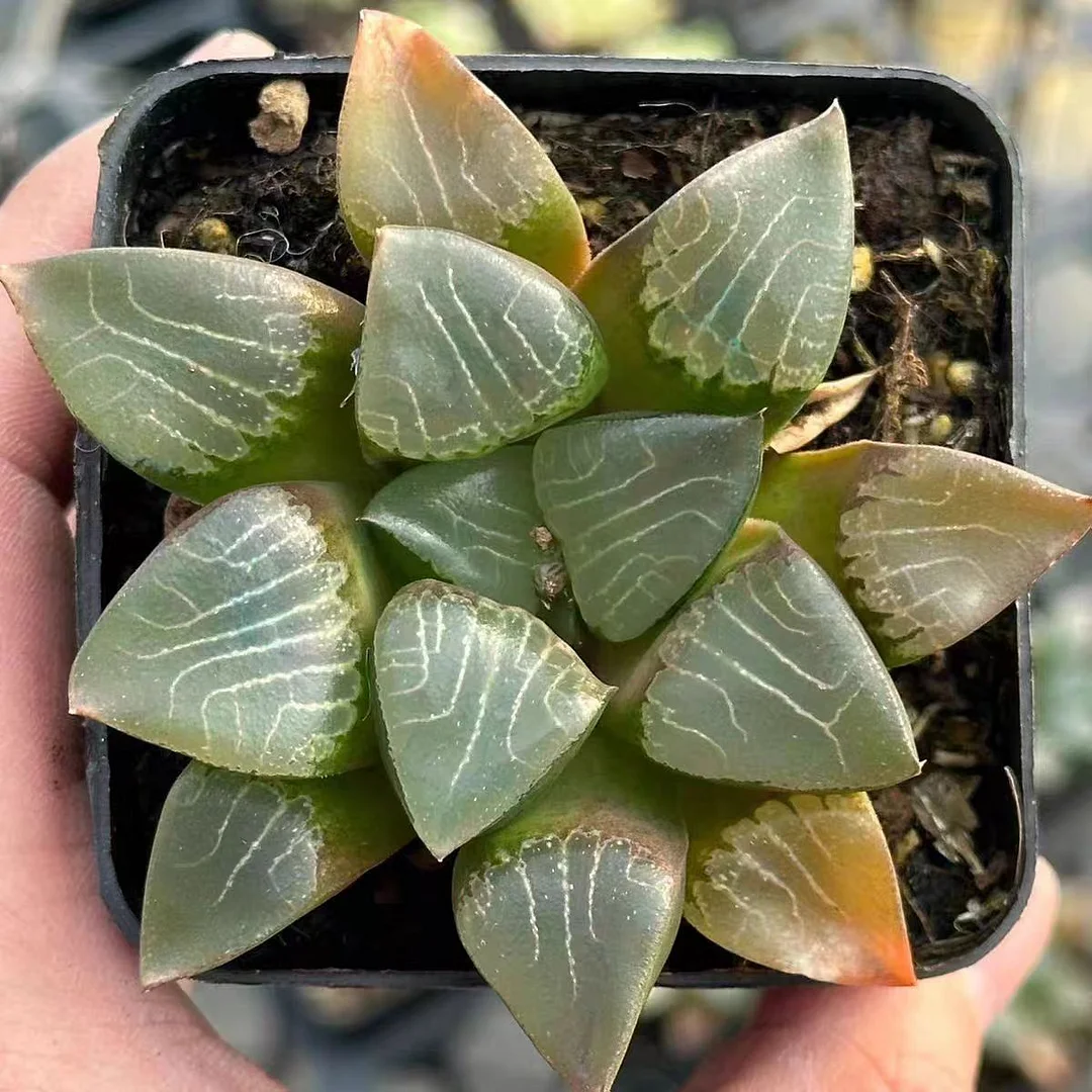 bjbm65.Haworthia comptoniahyb Hana Kagye ex.Kaneko 5-6cm/ Haworthia/ Succulent plants / Garden landscape / Carefully select healthy plants