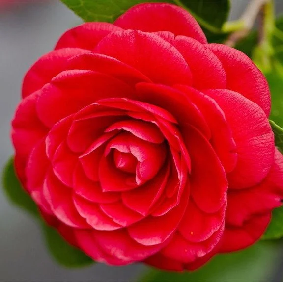 50Pcs Camellia japonica seeds