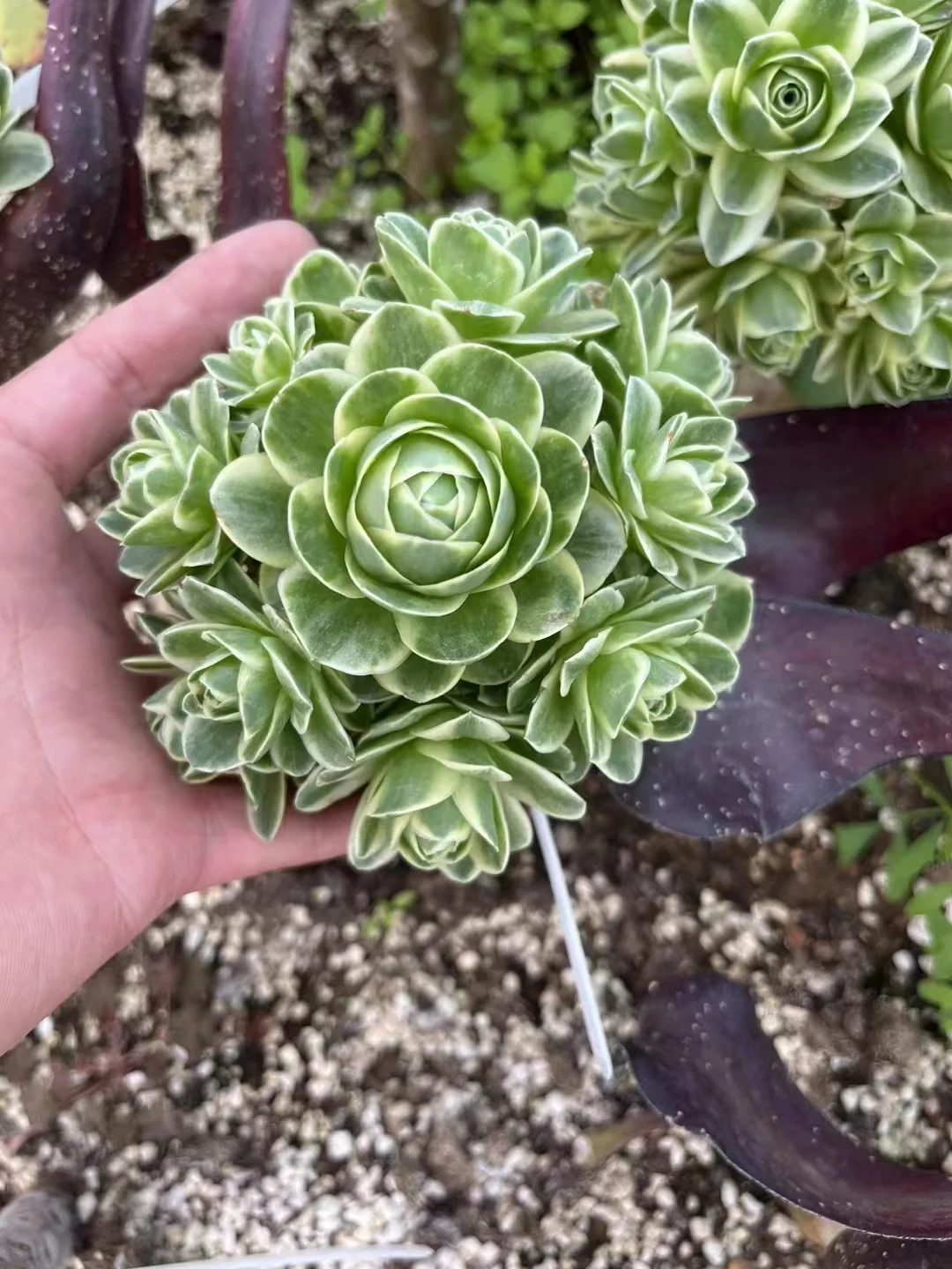 plant Aeonium Echeveria Haworthia  Caudex  Lithops Cactus  Agave 