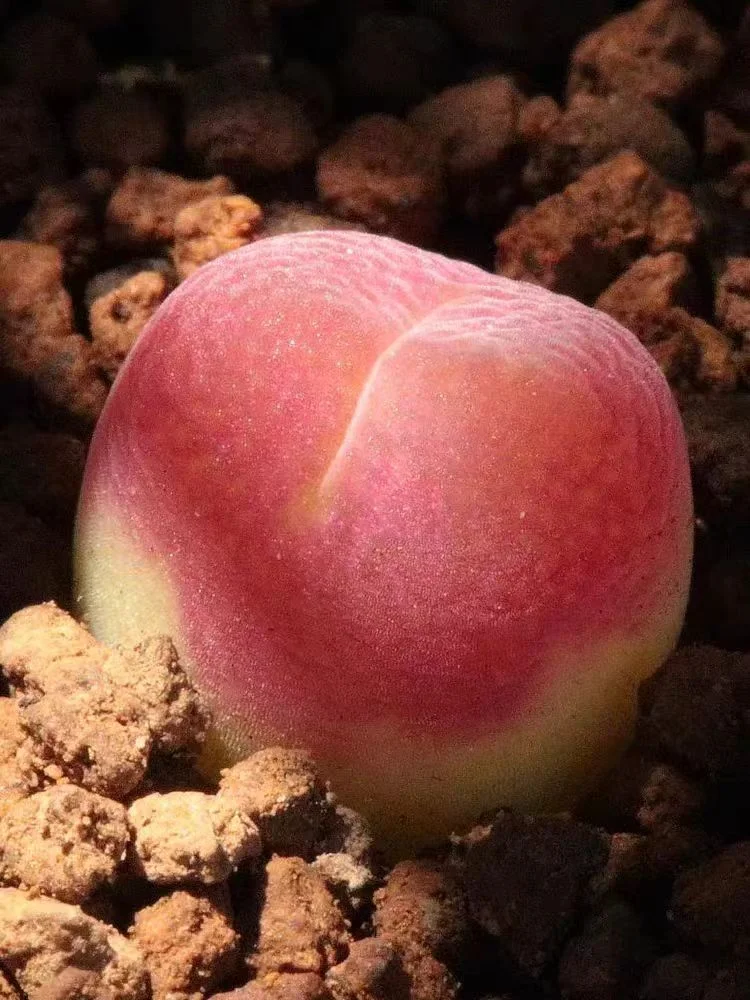 plant Aeonium Echeveria Haworthia  Caudex  Lithops Cactus  Agave 