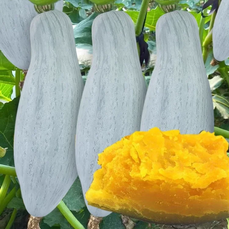 Golden Chestnut Pumpkin Seeds Noble Pumpkin Seeds
