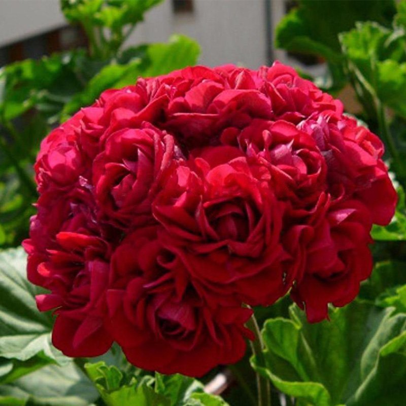 Red Apple Blossom Geranium Seeds