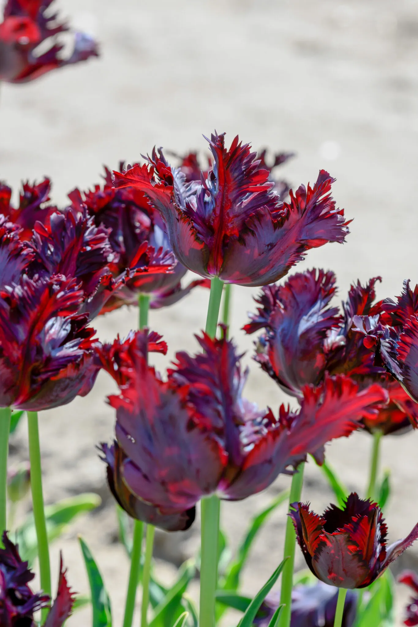 Black Parrot Tulip Seeds