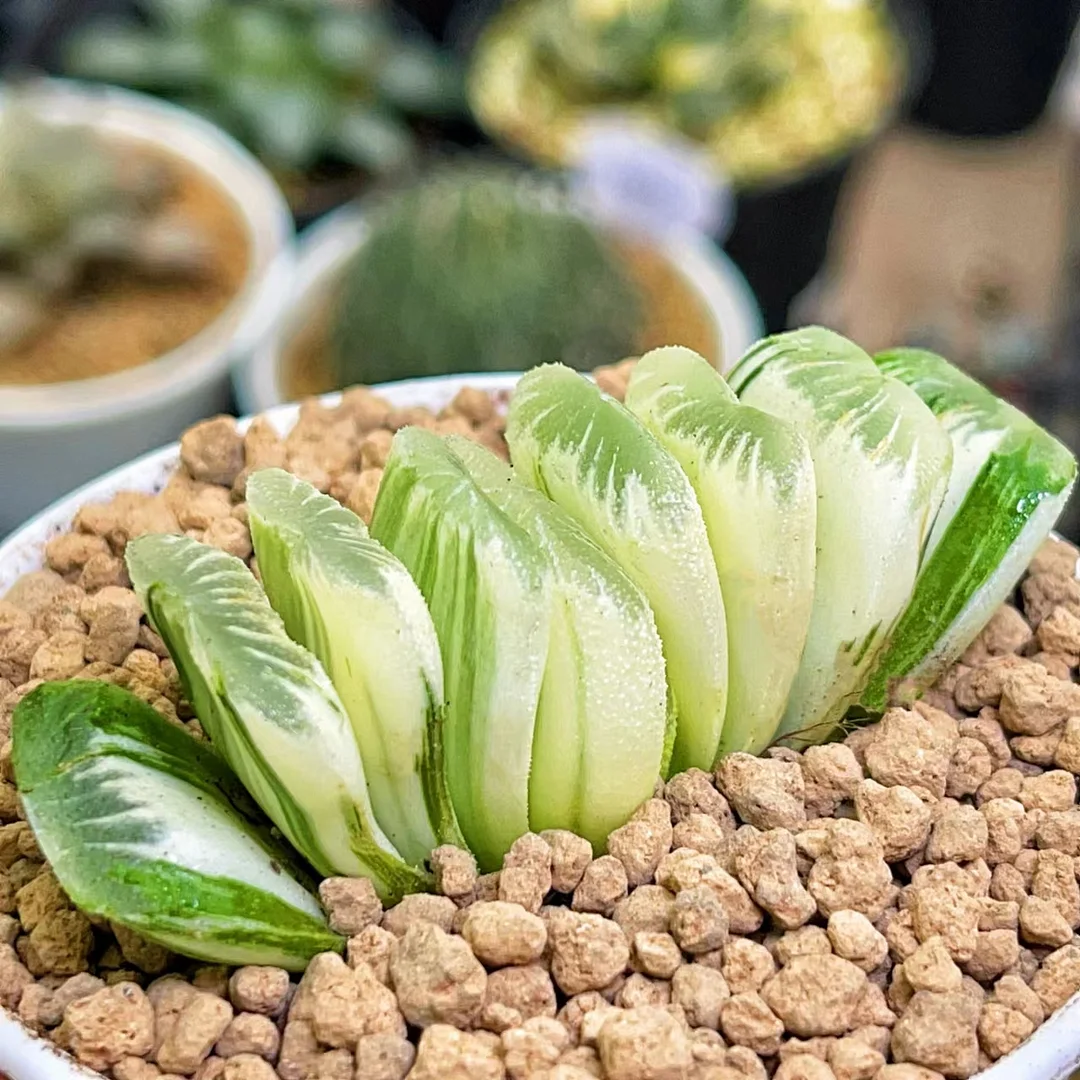 plant Aeonium Echeveria Haworthia  Caudex  Lithops Cactus  Agave 