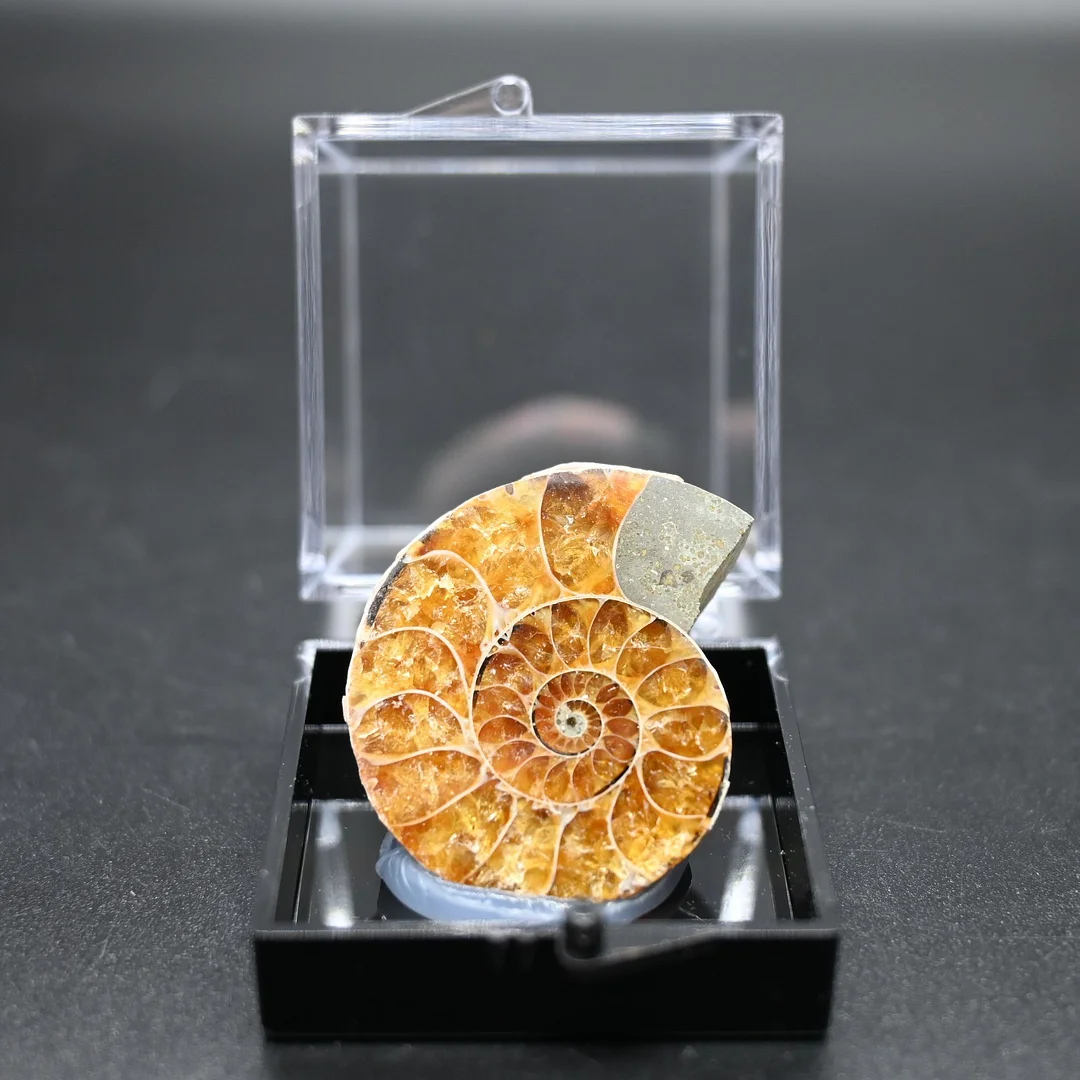 Natural Half of Fire Red Flash Conch Ammonite Spiral Fossil Crystal Mineral Shell