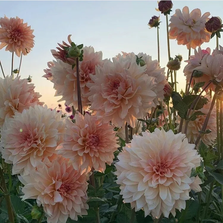 Dahlia Flower Seeds-Symbol Of Gorgeous