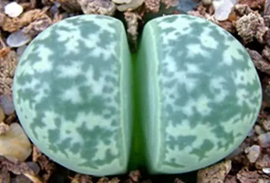 plant Aeonium Echeveria Haworthia  Caudex  Lithops Cactus  Agave 