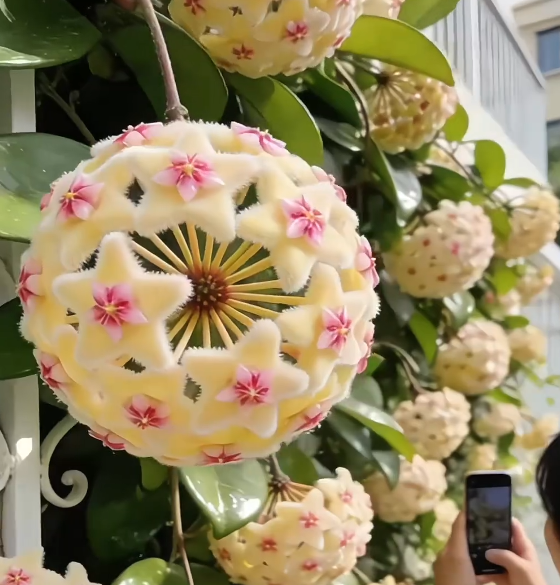 ✨Hoya Bulbs- Stars falling from the sky✨