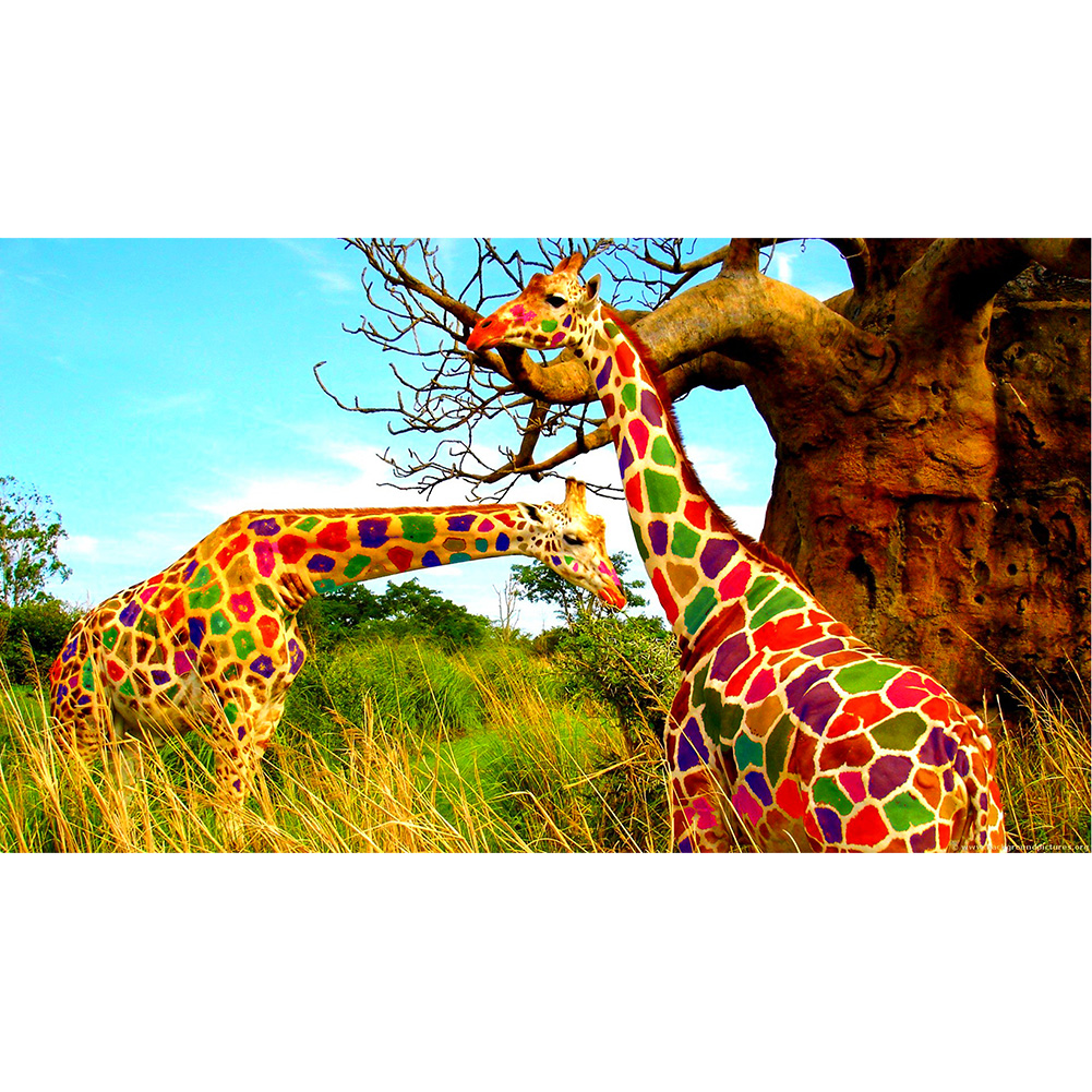 

Color Giraffe - 1000 Pieces Jigsaw Puzzle, 501 Original