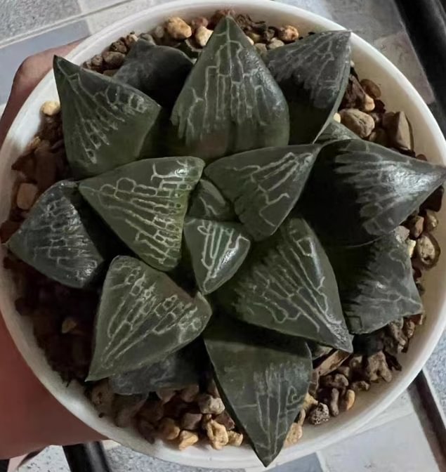 890.   Long jing   4-5cm  / Haworthia/ Succulent plants / Garden landscape / Carefully select healthy plants