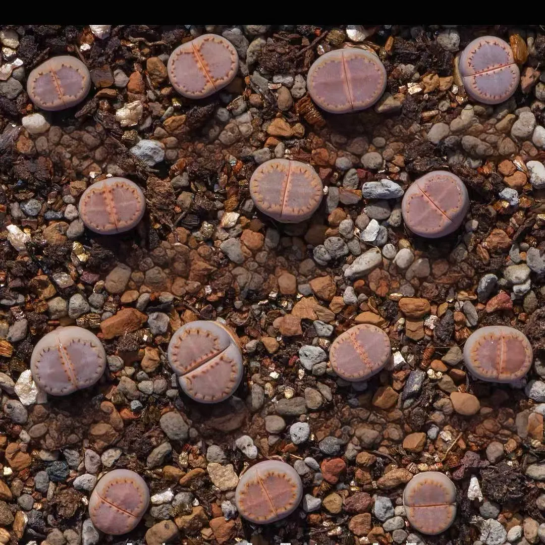 plant Aeonium Echeveria Haworthia  Caudex  Lithops Cactus  Agave 