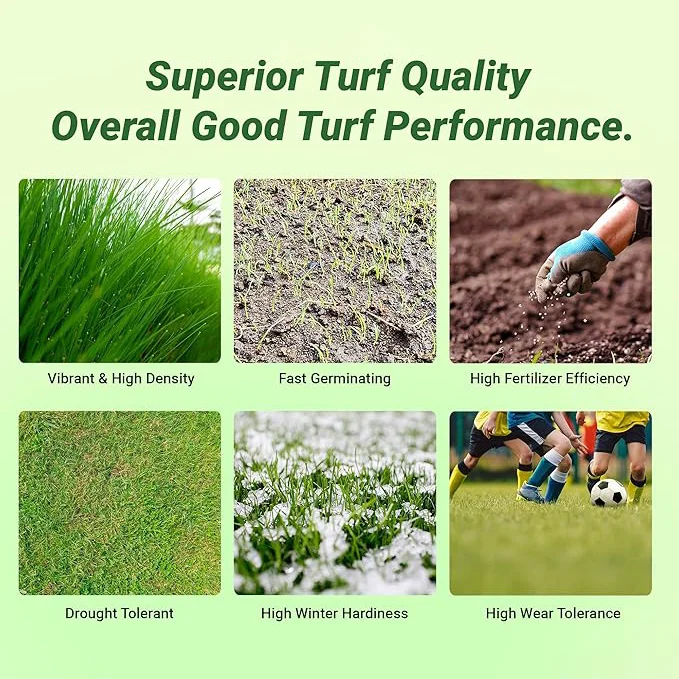 Royal TXD Bermuda Grass Seed