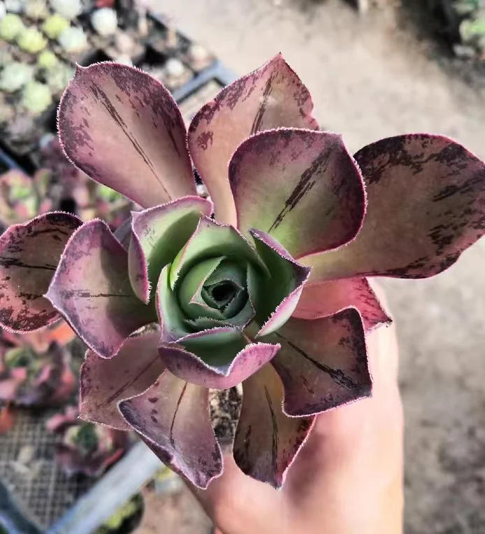 86.Homes cutting 6-8cm/ Aeonium cutting/Aeonium plants / Garden landscape / Carefully select healthy plants
