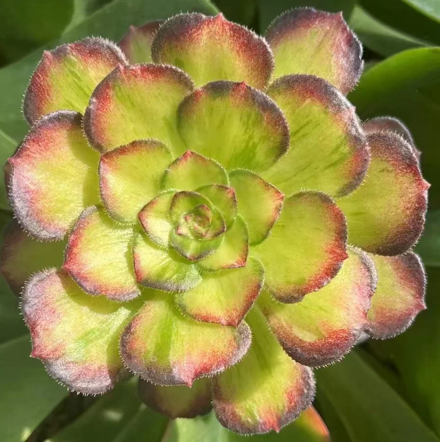 plant Aeonium Echeveria Haworthia  Caudex  Lithops Cactus  Agave 