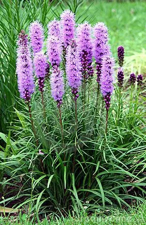 Prairie Blazing Star Seeds🦋